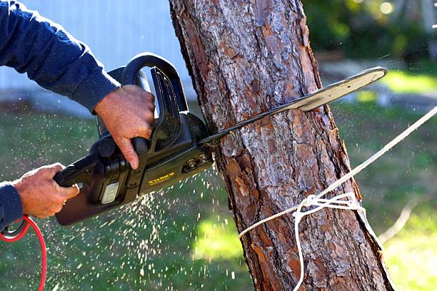 Best Tree Disease Treatment  in Watertown, SD